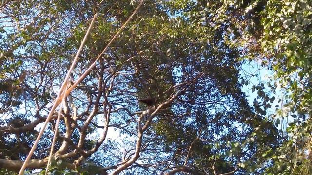 Animais Vistos Durante a Pandemia | RJ | Caminhos Por Aí смотреть онлайн