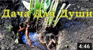 ПИОНЫ: как делить и пересаживать кусты????