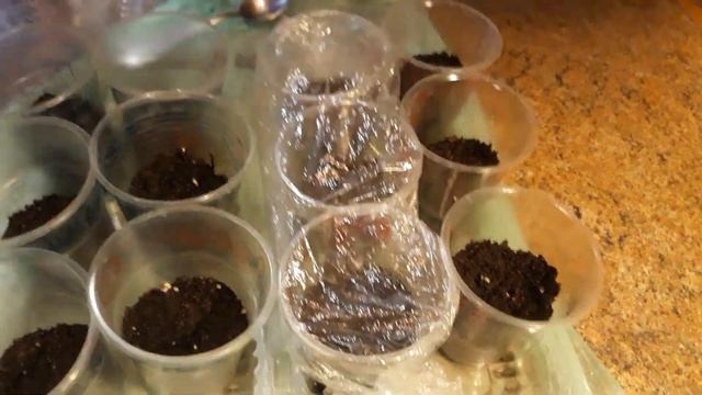 РАССАДА ОГУРЦОВ БЕЗ ПИКИРОВКИ / В стакане на подоконнике / Посев семян огурца на рассаду / НАША ДАЧ смотреть онлайн