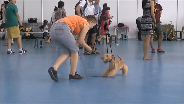 "Dog Waltz". Приглашение на белый танец))). "Собачий вальс". Аплодисменты! смотреть онлайн