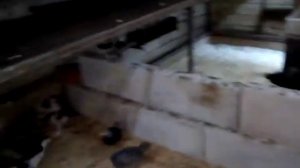 кормление цыплят-комбикорм ВЕГА.