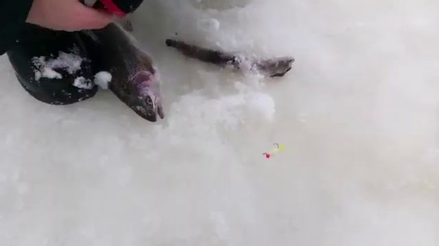 Светлые Горы Форель 4. 05.03.2023 смотреть онлайн