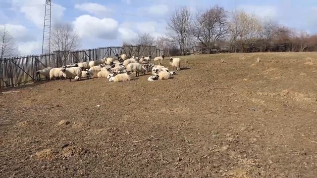 Opasne su žene, ako nije po njenom ostaviće te смотреть онлайн
