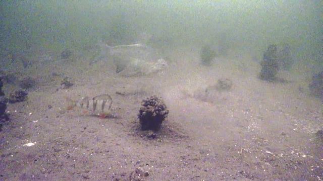 Что будет, если опустить камеру на дно и не трогать минут 15?. смотреть онлайн