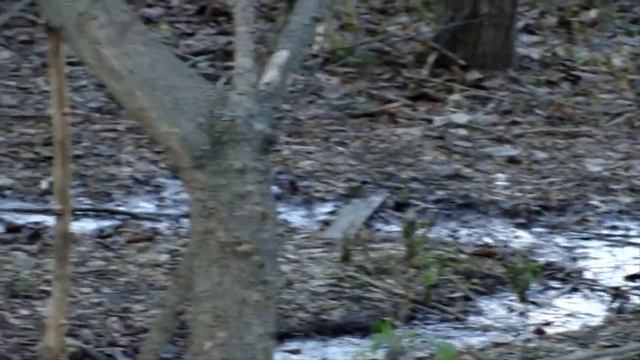 Природа и колокольный звон 28 11 2020 смотреть онлайн