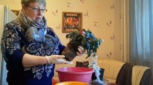 Пересадка нового гибискуса