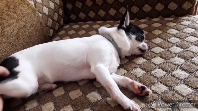 Мини DogVlog: наше с Тимой утро 🐶👩 // Утро моей собаки ☺️ смотреть онлайн