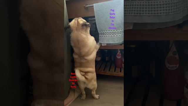 Pug Goofy helps in the kitchen . Мопс ГуфФи помогает на кухне . смотреть онлайн