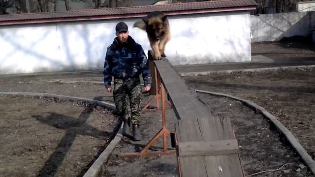 Немецкая овчарка - Мишка. Послушка и защита (рабочие моменты). смотреть онлайн