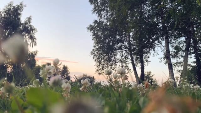Сумерки в парке | для сна и релаксации | HD видео природы смотреть онлайн