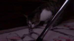 Кот блюёт .mp4