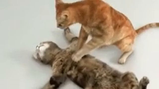 Спас другово котика чуть не покиб смотреть онлайн