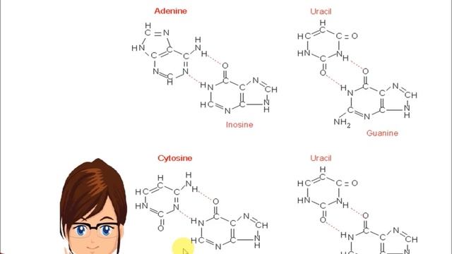 wobble base pairing смотреть онлайн
