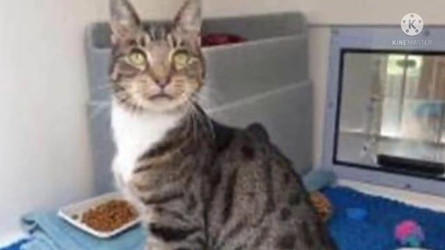 Кот постоянно чихал и хозяева решили от него избавиться. А теперь он просто никому не нужен