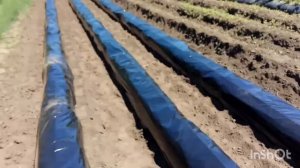 Закладываем бугры для клубники.Участок под клубнику.Клубника на пленке.мульча для клубники.