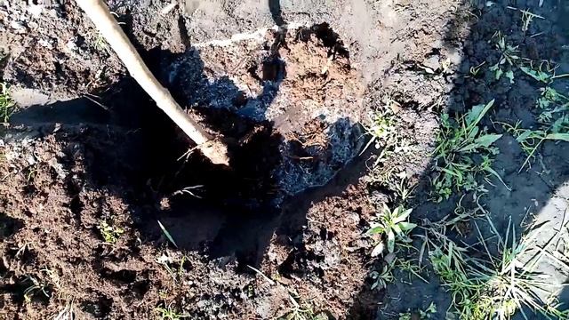 Сажаю Черешню "ЛЕНИНГРАДСКАЯ ЧЁРНАЯ" Дерево СИЛЬНОРОСЛОЕ. Очень ВКУСНАЯ. 29 апреля 2022г. смотреть онлайн