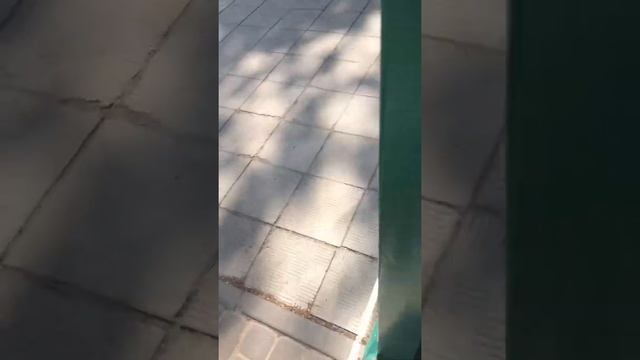 Лемур Вари смотреть онлайн