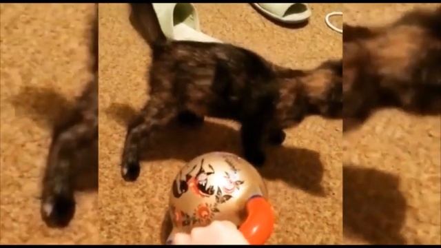 Kitty VS Kettlebell / Котёнок против гири смотреть онлайн