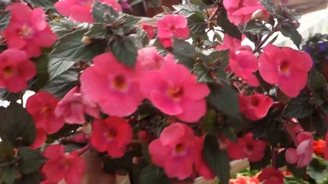 Ахименесы в теплице в июле (экскурсия по коллекции Мир ахименесов) смотреть онлайн