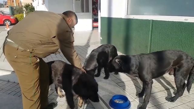 Этот полицейский не мог и представить, что то, что он делал для собак, прославит его на весь мир! смотреть онлайн
