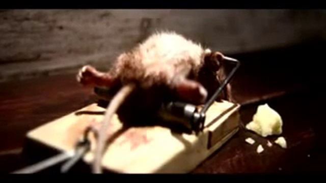 Мышь и трюк с мышеловкой смотреть онлайн