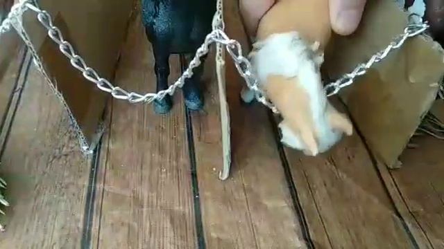 Топ 5 типов жерибят / Animals Mi смотреть онлайн