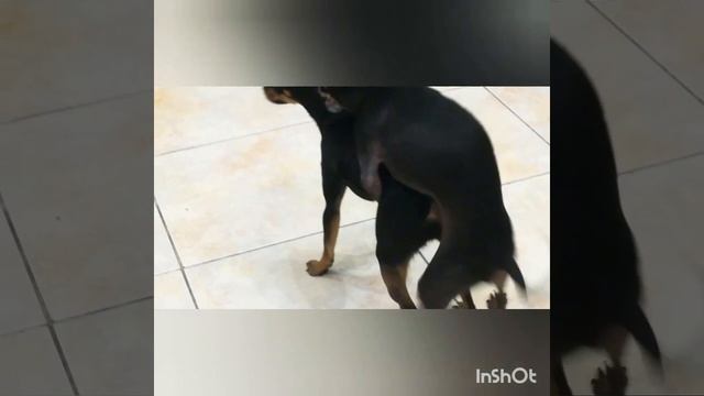 Вязка той терьеров в домашних условиях смотреть онлайн