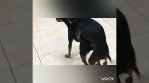Вязка той терьеров в домашних условиях
