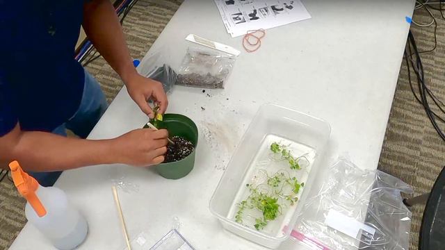 How to Transplant and Care for Tissue Cultured Anthurium Plantlets смотреть онлайн