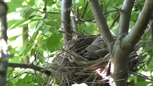 Коноплянка 160620 4 за Ткачевыми гнездо 2 самка вернулась спустя 7 минут после моего ухода смотреть онлайн