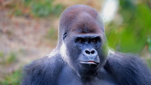 || Garilla video for kids || honest garilla || animal lover смотреть онлайн