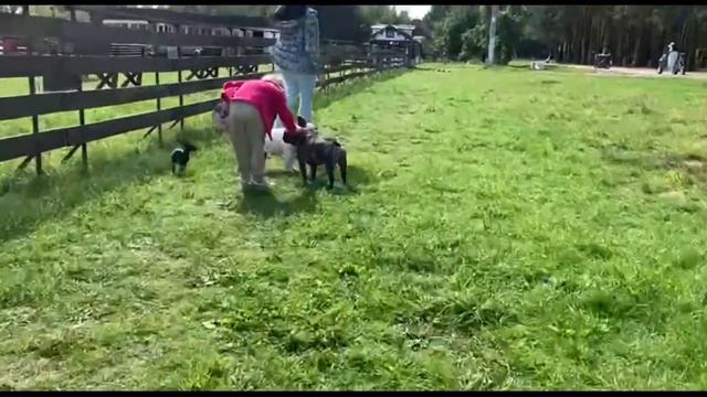 2 Французских бульдога встретились на прогулке смотреть онлайн