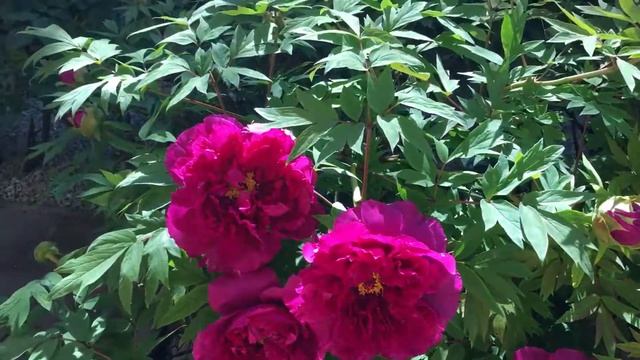 Сиреневые пионы смотреть онлайн