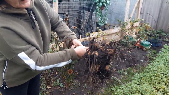 Выкапываю георгины.Первый ночной мороз.Шли дожди гарчица хорошо ростёт. смотреть онлайн