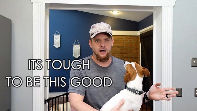 Jack Chi: Jack Russell Terrier Chihuahua Mixed Breed Facts (Chihuahua And Jack Russell Breed Info