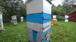 Улей медовик и мирное объединение пчёл.  Пасека Лаврова