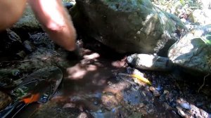 ДОБЫЧА ЗОЛОТА В АВСТРАЛИИ //НАШЛИ В ЛЕСУ ЗАБРОШЕННЫЙ ДОМ СТАРАТЕЛЯ