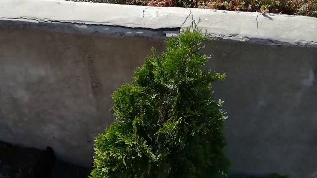 Приросты хвойных у меня в саду !!! Часть 1!!! смотреть онлайн