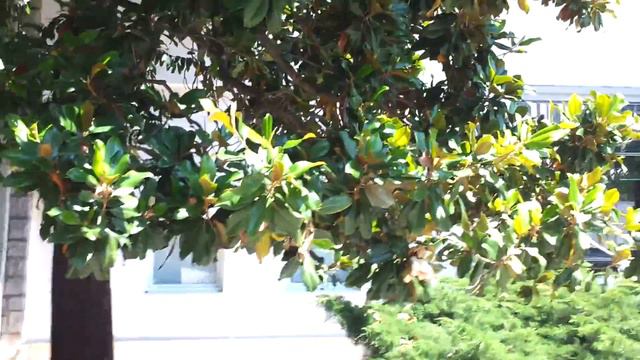 Магнолия смотреть онлайн