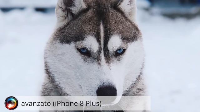 На что способна камера вашего iPhone смотреть онлайн
