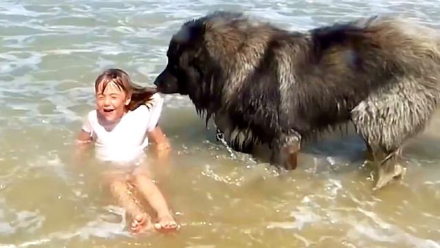 Девочка играла с собакой на берегу, как вдруг пёс оскалился на ребёнка❗ смотреть онлайн