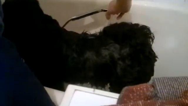 Улюшины купания.mp4 смотреть онлайн
