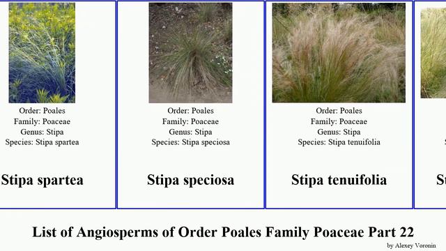 List of Angiosperms of Order Poales Family Poaceae Part 22 stipa grass stipagrostis spreading tall смотреть онлайн