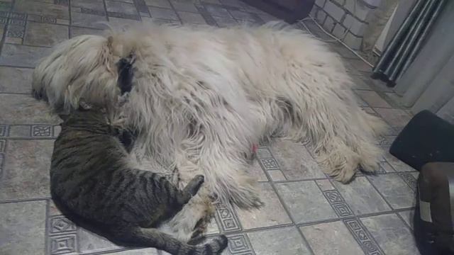 Рысик и Бисик, часть 4 смотреть онлайн