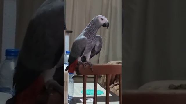 упорная ученица: чухает,здыхает и, наконец получилось. смотреть онлайн