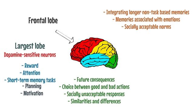 The Brain Explained | Cerebral Cortex - Frontal Lobe - Parietal Lobe ? смотреть онлайн