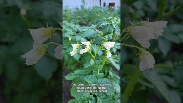 Растение картофеля сорт Королева Анна. смотреть онлайн