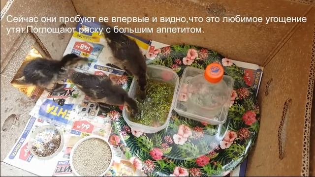 Как мы выращивали диких утят-ч.6 смотреть онлайн