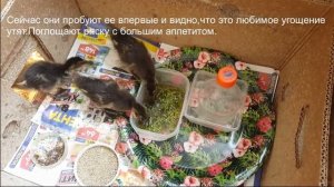 Как мы выращивали диких утят-ч.6