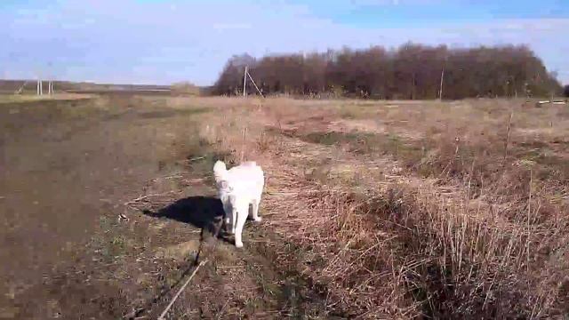 Трехосевой стабилизатор с АлиЭкспресса. Обзор, сравнение съёмки со стабом и без. смотреть онлайн